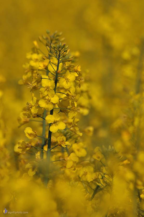 Nom de l'image : D2162574_1_(c)Norbert-JUNG — Description :